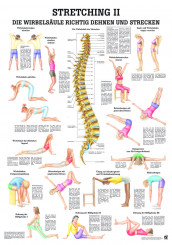 Lehrtafel «Stretching II» laminiert 